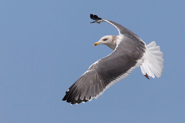 Zafferano siberiano; Heuglin's Gull; Larus heuglinii
