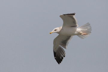 Zafferano siberiano; Heuglin's Gull; Larus heuglinii