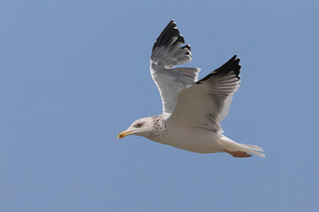 Zafferano siberiano; Heuglin's Gull; Larus heuglinii