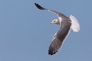 Zafferano siberiano; Heuglin's Gull; Larus heuglinii