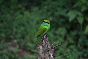 green bee eater