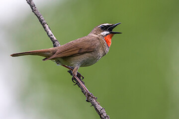 Roodkeelnachtegaal; Siberian Rubythroat; calliope calliope