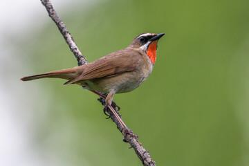 Roodkeelnachtegaal; Siberian Rubythroat; calliope calliope