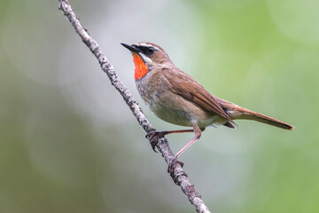Roodkeelnachtegaal; Siberian Rubythroat; calliope calliope