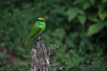 green bee eater