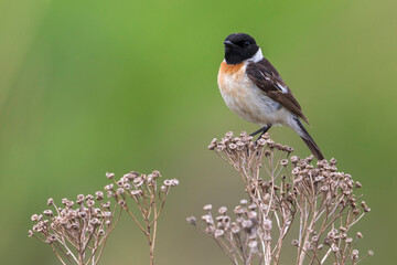 Aziatische Roodborsttapuit; Siberian Stonechat; Saxicola maurus