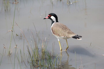 great crested grebe