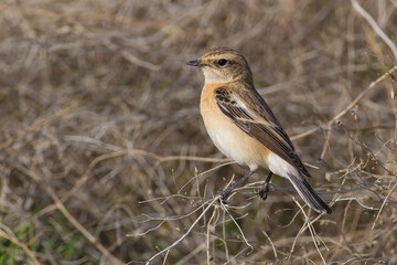 Kaspische Roodborsttapuit; Caspian Stonechat; Saxicola maurus variegatus