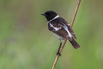 Aziatische Roodborsttapuit; Siberian Stonechat; Saxicola maurus