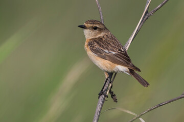 Aziatische Roodborsttapuit; Siberian Stonechat; Saxicola maurus