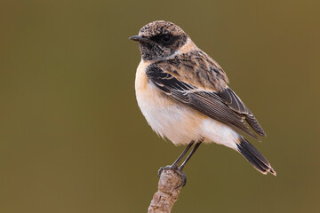 Kaspische Roodborsttapuit; Caspian Stonechat; Saxicola maurus variegatus