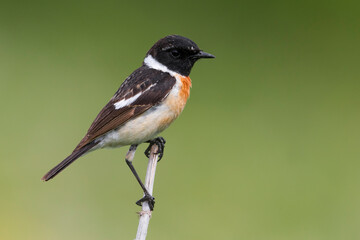 Aziatische Roodborsttapuit; Siberian Stonechat; Saxicola maurus