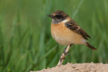 Aziatische Roodborsttapuit; Siberian Stonechat; Saxicola maurus