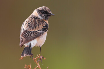 Kaspische Roodborsttapuit; Caspian Stonechat; Saxicola maurus variegatus