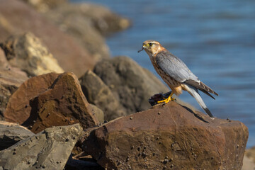 Smelleken; Merlin; Falco columbarius pacificus