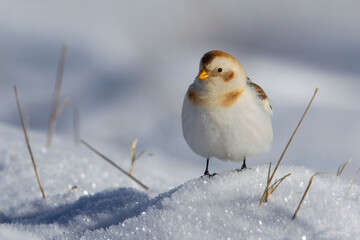 Sneeuwgors; Snow Bunting; Plectrophenax nivalis