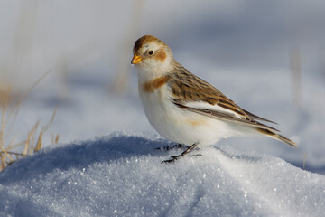 Sneeuwgors; Snow Bunting; Plectrophenax nivalis