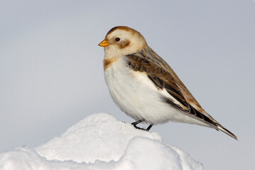 Sneeuwgors; Snow Bunting; Plectrophenax nivalis
