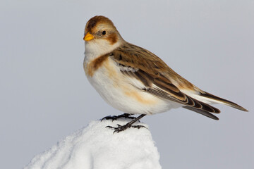 Sneeuwgors; Snow Bunting; Plectrophenax nivalis