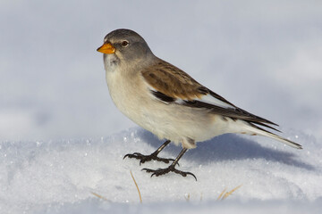 Sneeuwvink; Snowfinch; Montifringilla nivalis