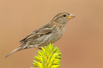 Spaanse Mus; Spanish Sparrow; Passer hispaniolensis