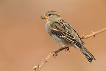 Spaanse Mus; Spanish Sparrow; Passer hispaniolensis