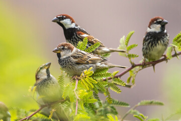 Spaanse Mus; Spanish Sparrow; Passer hispaniolensis