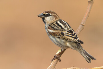 Spaanse Mus; Spanish Sparrow; Passer hispaniolensis