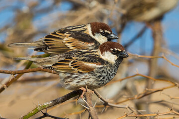 Spaanse Mus; Spanish Sparrow; Passer hispaniolensis