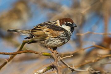 Spaanse Mus; Spanish Sparrow; Passer hispaniolensis
