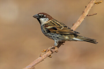 Spaanse Mus; Spanish Sparrow; Passer hispaniolensis