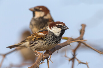 Spaanse Mus; Spanish Sparrow; Passer hispaniolensis