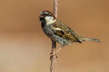 Spaanse Mus; Spanish Sparrow; Passer hispaniolensis