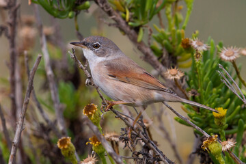 Brilgrasmus; Spectacled Warbler; Sylvia conspicillata