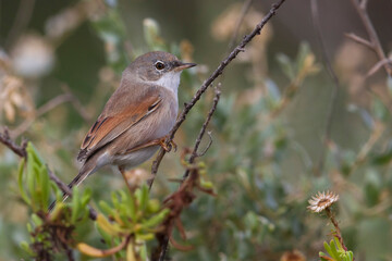 Brilgrasmus; Spectacled Warbler; Sylvia conspicillata