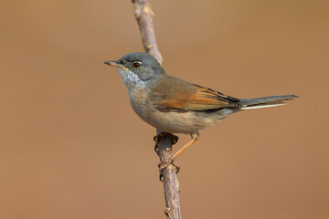 Brilgrasmus; Spectacled Warbler; Sylvia conspicillata