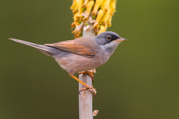 Brilgrasmus; Spectacled Warbler; Sylvia conspicillata