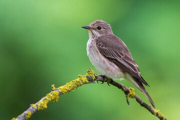 Grauwe Vliegenvanger; Spotted Flycatcher; Muscicapa striata