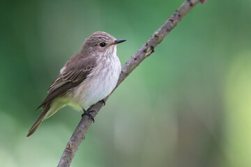 Grauwe Vliegenvanger; Spotted Flycatcher; Muscicapa striata