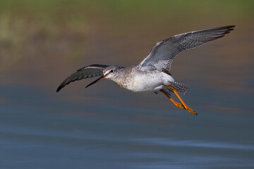 Zwarte Ruiter; Spotted Redshank; Tringa erythropus