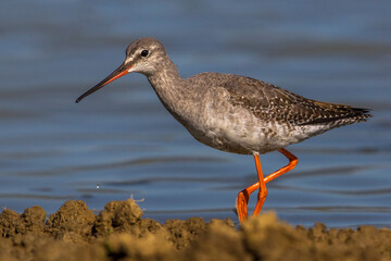 Zwarte Ruiter; Spotted Redshank; Tringa erythropus