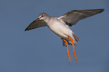 Zwarte Ruiter; Spotted Redshank; Tringa erythropus
