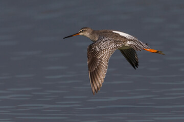 Zwarte Ruiter; Spotted Redshank; Tringa erythropus