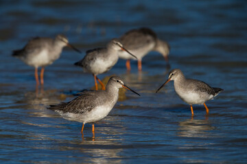 Totano moro; Spotted Redshank; Tringa erythropus