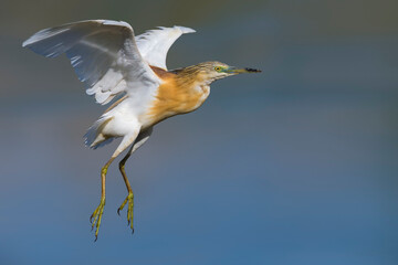 Ralreiger, Squacco Heron, Ardeola ralloides