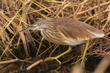 Ralreiger; Squacco Heron; Ardeola ralloides