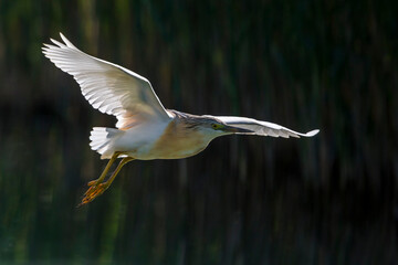 Ralreiger; Squacco Heron; Ardeola ralloides