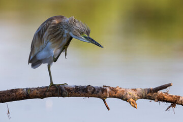 Ralreiger; Squacco Heron; Ardeola ralloides