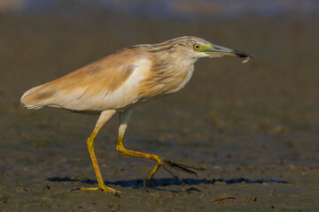 Ralreiger; Squacco Heron; Ardeola ralloides