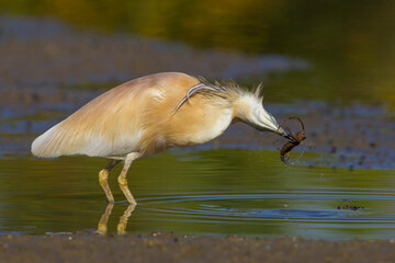 Ralreiger; Squacco Heron; Ardeola ralloides